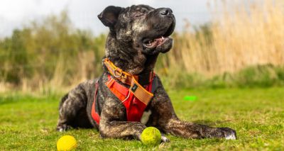 Animal welfare policy failing to meet Scots' needs, charity says